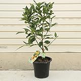 種なしの新品種です！果樹苗：キンカン（種なし金柑）ぷちまる*接木苗