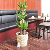 観葉植物　ユッカ・エレファンティペス　8号※白バスケット鉢カバー付＜　開店祝い　開業祝い　移転祝い　就任祝いのフラワーギフトに　＞