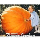 30Pieces /パック野菜種子、アトランティックジャイアントパンプキンシード庭種子、送料無料、＃KOIOS5