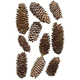 東京堂 天然素材 アカエゾマツ (20コ入り) DE030201