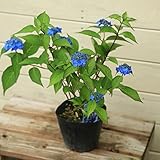 苗:山アジサイ(やまあじさい)(藍姫) 目が覚めるような濃い青色 苗:山アジサイ(やまあじさい)(藍姫) 目が覚めるような濃い青色