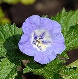 Nicandra physalodes - black apple of Peru - shoo-fly plant - 10 seeds