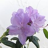 ブルーツツジ：黒潮3.5～4号ポット[青紫色の花のつつじ！]