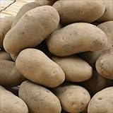 国華園　じゃがいも種芋　メークイン　4kg【※発送が国華園からの場合のみ正規品です】