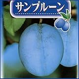 プルーン苗木　サンプルーン