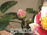 ツバキ 玉ノ浦 H1100～1300 1本