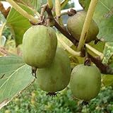 サルナシ（コクワ）苗木　大実サルナシ・エメロード