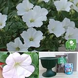 【ノーブランド品】ランドスケープペチュニア：お雪ちゃんと鉢と土と苗のセット