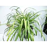 【5ポットセット】 ヤブラン 15cmポット やぶらん 苗木 植木 苗 庭木 生け垣