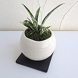 [ギフトに]万年青 （おもと）：姫牡丹鉢植え／和風白鉢・角受け皿付き ノーブランド品