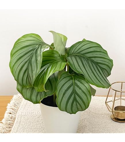 Amazon｜希少 美株 カラテア 観葉植物 マラント クロアマンニー 鉢ごと