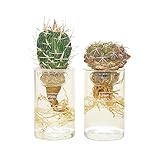 cacti aqua カクティアクア 水だけで育てるサボテン 水栽培 (cacti aqua×2)