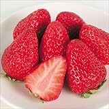 国華園　いちご苗　紅ほっぺP　6株【※発送が国華園からの場合のみ正規品です】