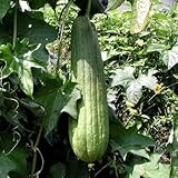 太ヘチマ苗　3号ポット15株セット・野菜苗