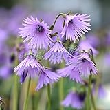 イワカガミダマシ2.5号ポット 2株セット[紫のランプカバーみたいな花を沢山咲かせる]