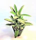 月兎耳　ツキトジ　うさぎの耳　トメントーサ　カランコエ　ベンケイソウ　多肉植物　観葉植物