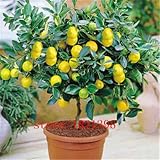 50 LEMON TREE SEEDS WITH HERMETIC PACKING * indoor outdoor AVAILABLE * HEIRLOOM FRUIT SEEDS LEMON se