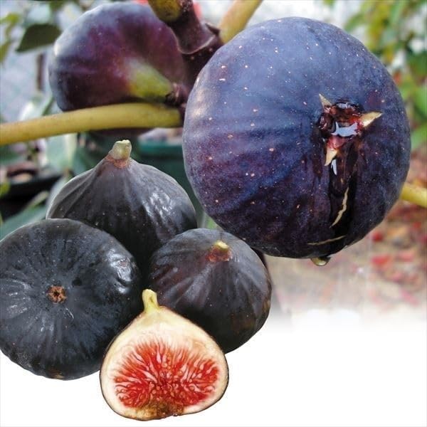 Amazon.co.jp: いちじく 約500g ビオレ・ソリエス 新潟産 希少品種 黒