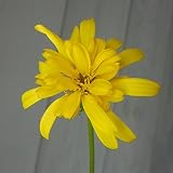ツワブキ：八重咲つわぶき5号鉢植え[秋から冬に八重の花を咲かせる石蕗] ノーブランド品