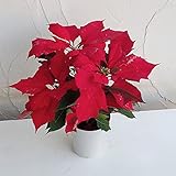 【わけあり特価】ポインセチア：イチバン4号プラ鉢植え[定番！鮮やかな赤のポインセチア] ノーブランド品