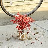 庭木:南天(お多福南天・小) W:約20cm