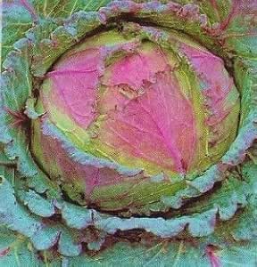 Amazon イタリアン 赤紫サボイキャベツ 種 16粒 野菜