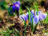 真のクロッカスサフランの球根家庭菜園-2bulbs 8について、イランのサフラン、（サフランない種子）、花の球根、幸せな喜びの花、盆栽鉢の植物