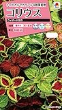 タキイ種苗 コリウス ウィザード混合