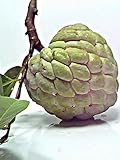 バンレイシ Thai Annona Sugar Apple 100 Seeds ThailandMrk