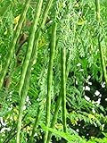 ワサビノキ Thai Moringa 10 Seeds ThailandMrk