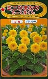 【種子】ミニひまわり ちーくまくん トーホクのタネ