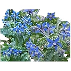 Amazon ボリジ 種 48粒 ハーブ