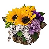 翌日配達お花屋さん ギフト ひまわり ムーンダスト アレンジ サンアンドムーン お届けは8月31日着まで