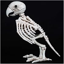 動物の骨 キタキツネ全身骨格レプリカ 1/2スケール | アンフィ合同会社