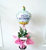 【誕生日のお祝いに】　季節の鉢花　チューリップ　ピンク＆HAPPY　BIRTHDAYバルーン付