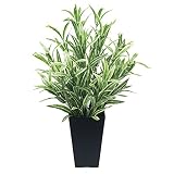 造花アート・観葉植物　ツートンスパイダー＜ 入学祝い 卒業祝い 卒園祝いに ＞