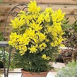 Amazon ミモザアカシア ギンヨウアカシア 40 植木