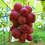 ぶどう 苗木 ゴルビー 12cmポット苗 ブドウ 苗 葡萄