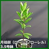 月桂樹（ローリエ/ローレル）・ 3.5号鉢 【ハーブ・観葉植物】