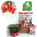 いちごプランター栽培キット：あきひめ（章姫）3株セット[いちご専用土と専用肥料もついている] ノーブランド品
