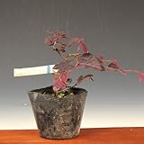 苗：トキワマンサク（紅花）