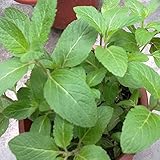 40個/袋ネペタCatariaシードキャットニップシードは猫クレイジー、幸せな植物健康鉢植え野菜をしてみましょう