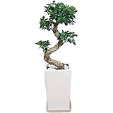 ガジュマル(多幸の木) 曲がり仕立て スクエア陶器鉢植え