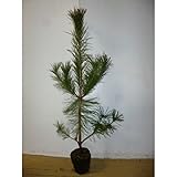 アカマツ 樹高1.0m前後 15cmポット 赤松 (雌松 メマツ) あかまつ 苗木 植木 苗 庭木 生け垣