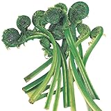 国華園　山菜苗　こごみ　4株【※発送が国華園からの場合のみ正規品です】