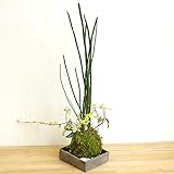 きりりとした立ち姿のトクサと足元には色々な葉色が楽しめる【トクサ・テイカカズラの苔玉・焼締角器セット】 (敷石の色（白）)