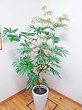【送料無料】人気の陶器鉢仕立て素敵なダイナミックなエバーフレッシュ/170cm前後(10号)