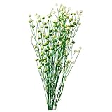 大地農園 ドライフラワー リンフラワー (20g入り) 白/グリーン DO035010-017