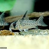 Amazon 熱帯魚 コリドラス エレガンス ワイルド 3匹 北海道航空便要保温 Charm チャーム 観賞魚 水中生物 通販 Amazon 熱帯魚 コリドラス エレガンス ワイルド 3匹 北海道航空便要保温 Charm チャーム 観賞魚 水中生物 通販