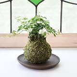 【選べる仕立て】苔玉シュガーバイン／ココボールシュガーバイン 常滑焼受け皿付 (Ａ：苔玉仕立て, １：ブラウン)